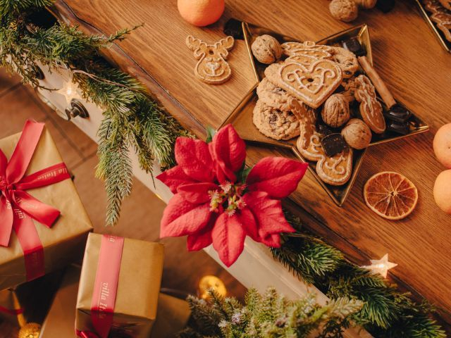 poinsencja i gałązki choinkowe